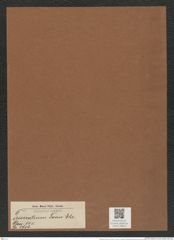 Triceratium favus Ehr. (de-Toni-Nr.: Genus 140, Species 3706) Zeichnungen Sammlung Grunow Mappe 03814 (Herbarium_W_Grunow_drawings_Folder_03814)